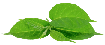 Gymnema sylvestre kivonat